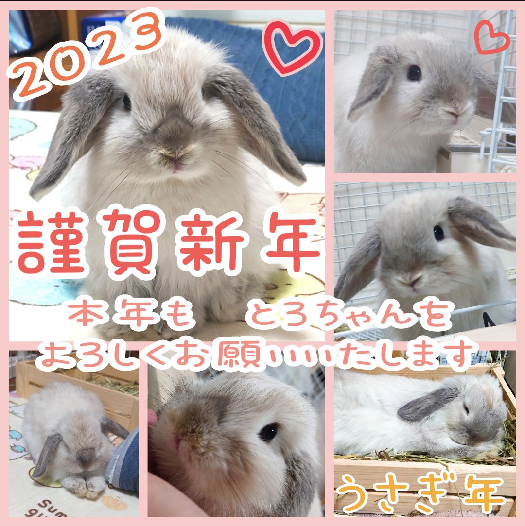 rabbittoro's tweet photo. #今日のとろちゃん
#うさうさラビトリー
#うさぎのいる暮らし 
#うさぎのいる生活 https://t.co/uCb8PT0siY