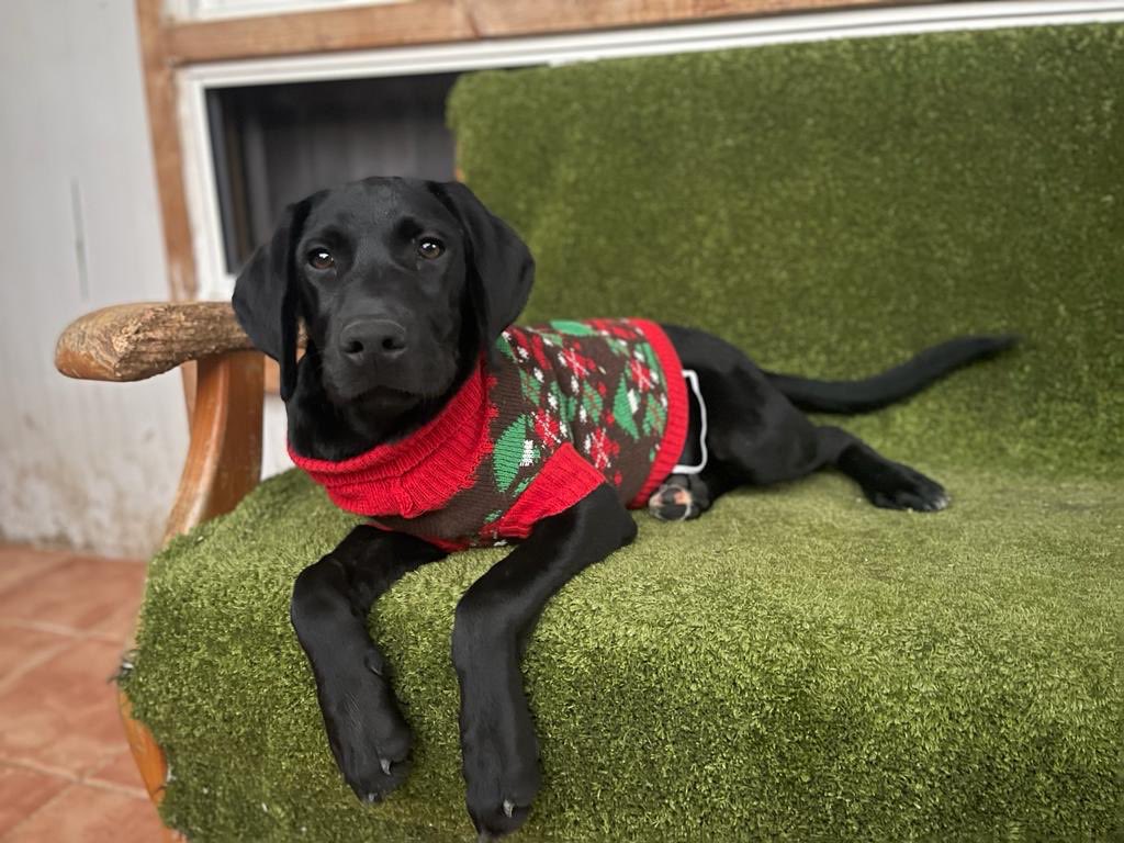 Este pequeñín tiene 5 meses, con todas las vacunas y desparasitado. Está buscando casita y un hogar que le quieran mucho ✨