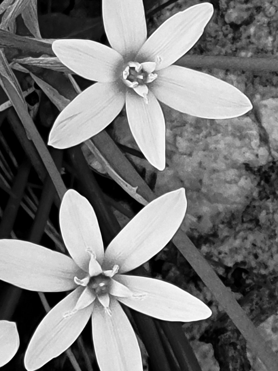 StrainShawn's tweet photo. "nothing but flowers"
(talking heads)
#mobilephotography #photography #samsunggalaxy #bnw #bnwphotography #blackandwhite #blackandwhitephotography #nothingbutflowers #talkingheads https://t.co/63uNUfmQUZ