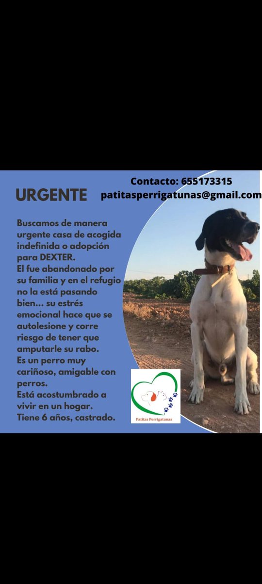 PATITAS PERRIGATUNAS (@perrigatunas) on Twitter photo 