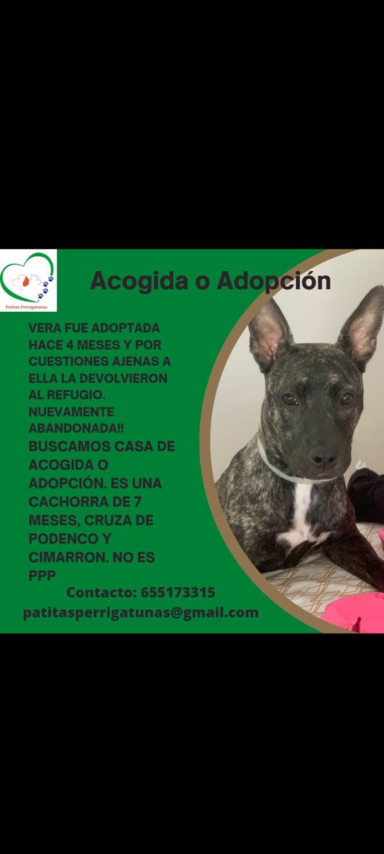 PATITAS PERRIGATUNAS (@perrigatunas) on Twitter photo 