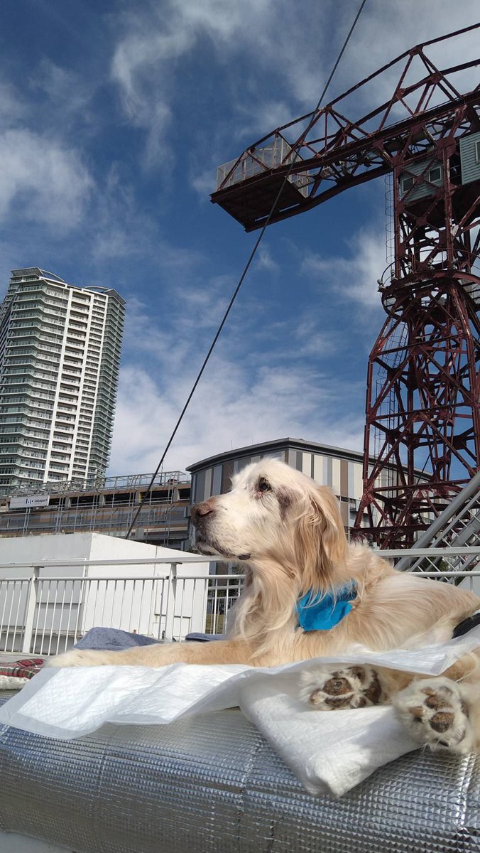 love_buddy_'s tweet photo. 2022.12.31 バディお空へ逝きました。
2023.1.1の午前10時晴天の青空の下、ゆらゆらと白い煙となってお空に昇っていきました。17年間本当にありがとう。
大好きだよ。
愛してるよ。
#goldenretriever #ゴールデンレトリバー　#ゴールデンレトリーバー #17歳1か月と1週間　#頑張った老犬　#介護は恩返し https://t.co/I9fVCZ4N03