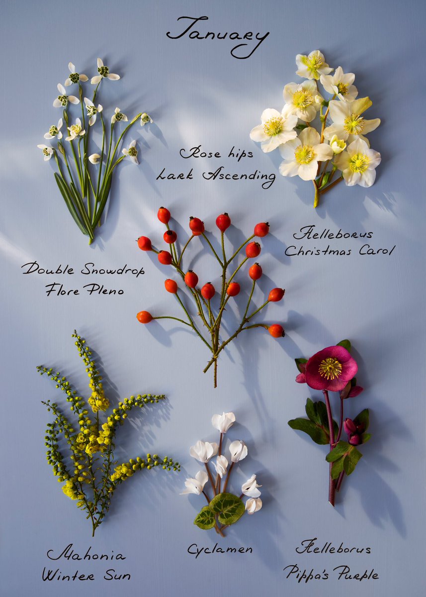Happy New Year!
January flowers from my garden.