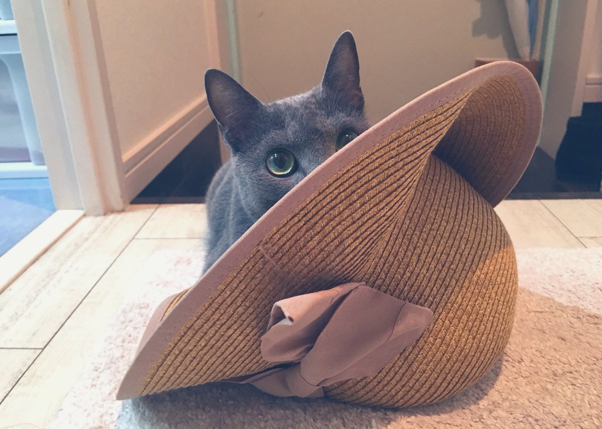 lilicom89's tweet photo. 画面の前に立ち塞がったり おやつをねだる猫達とダラダラ🐈‍⬛🐈 エンタメも有益な情報の発信もまるで無くアップもライブも不定期ですがマイペースに楽しみます🎮

(質問箱)
https://t.co/MAWKQ0V7MF 

(きまぐれ)
https://t.co/IreLUQn2hN

(ねこ)
 #ロシアンブルー #ノルウェージャンフォレストキャット https://t.co/WKr8qwL4jX