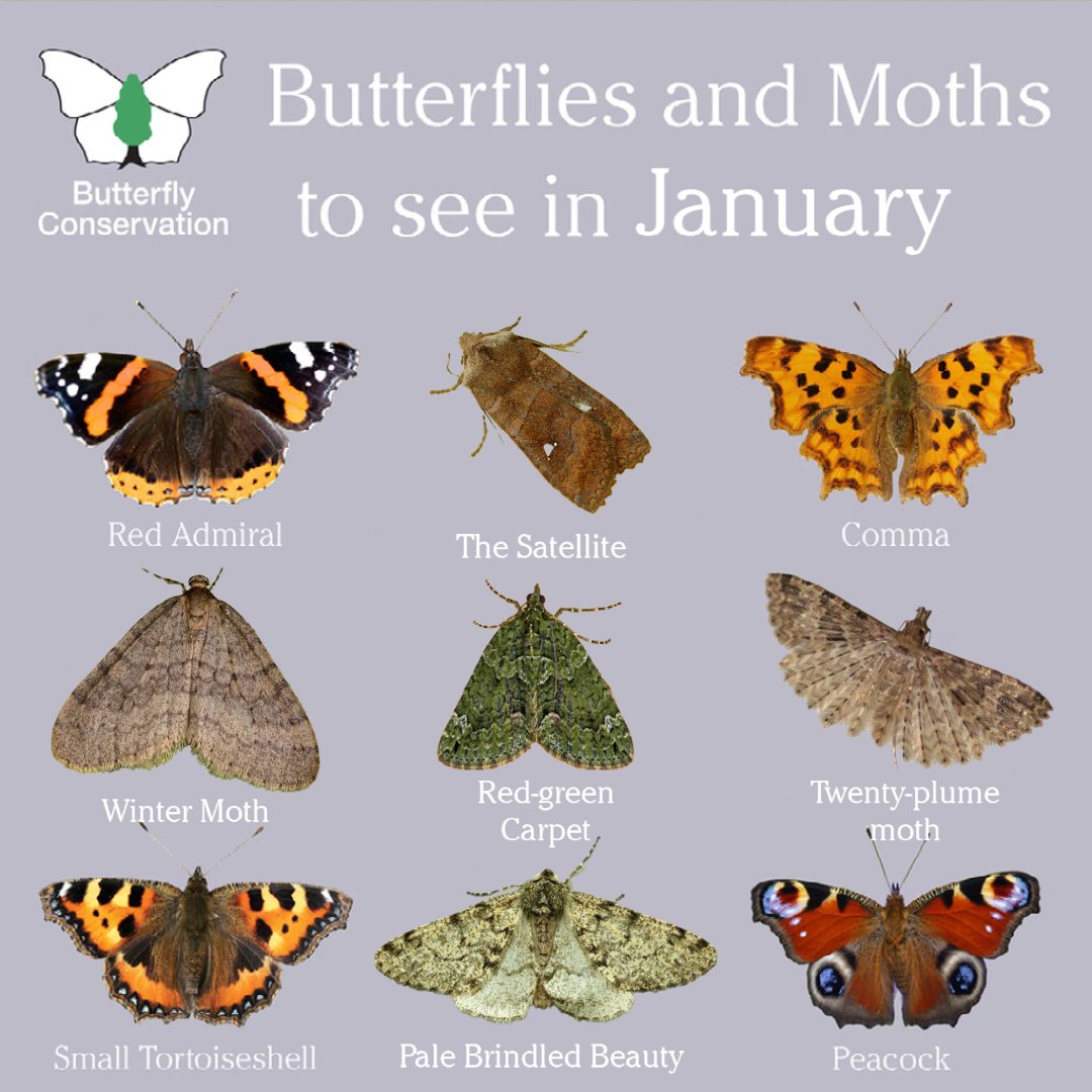 Butterfly Conservation 🦋 (@savebutterflies) on Twitter photo Happy New Year! Butterflies and moths are often seen as a symbol of hope and new beginnings. 🦋
Keep an eye out for these species in your gardens and local green spaces this month, and let us know what you see. 👀 
#SaveButterflies #MothsMatter Happy New Year! Butterflies and moths are often seen as a symbol of hope and new beginnings. 🦋
Keep an eye out for these species in your gardens and local green spaces this month, and let us know what you see. 👀 
#SaveButterflies #MothsMatter