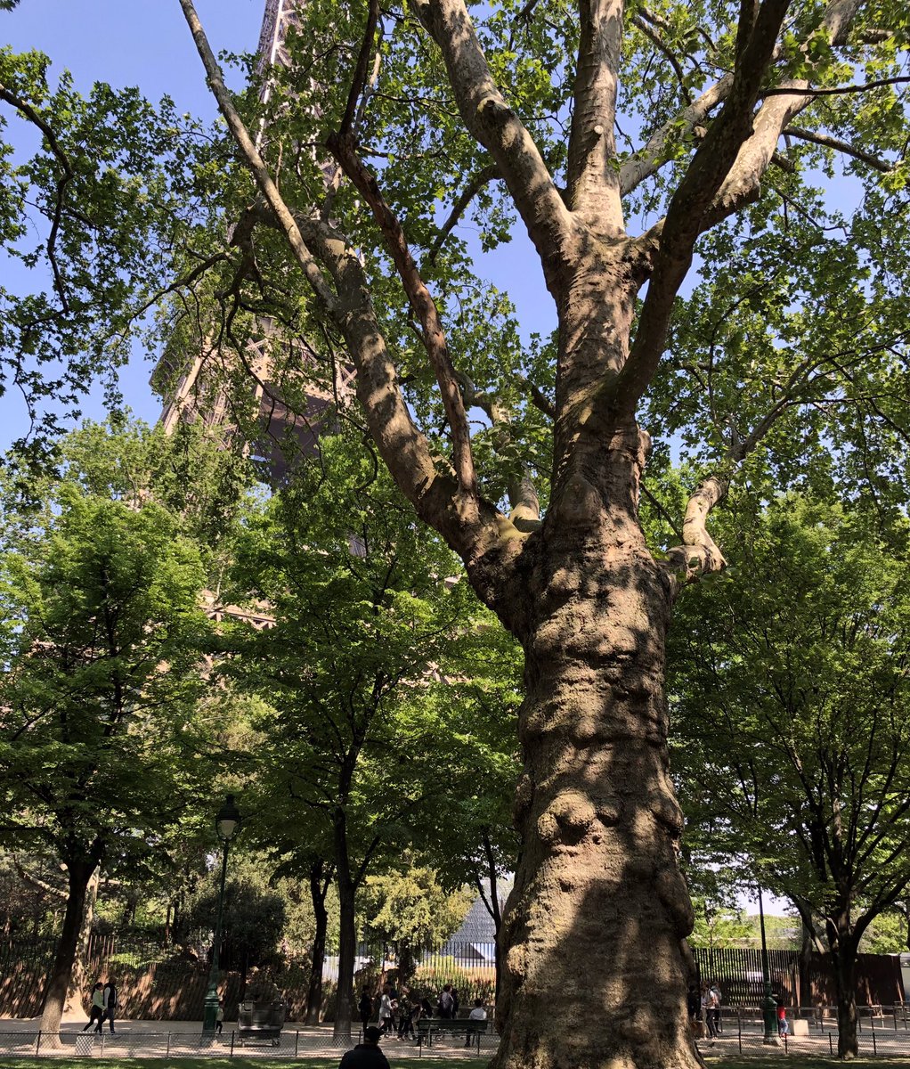🌳🥂 MEILLEURS VŒUX à tous ceux qui se battent pour la préservation des #arbres et de l’#environnement à #Paris ! En 2022, les arbres centenaires de la #TourEiffel et ceux du #BoisDeVincennes ont été sauvés ! Une #TrèsBelleAnnée2023 à tous les #parisiens qui aiment leur ville !