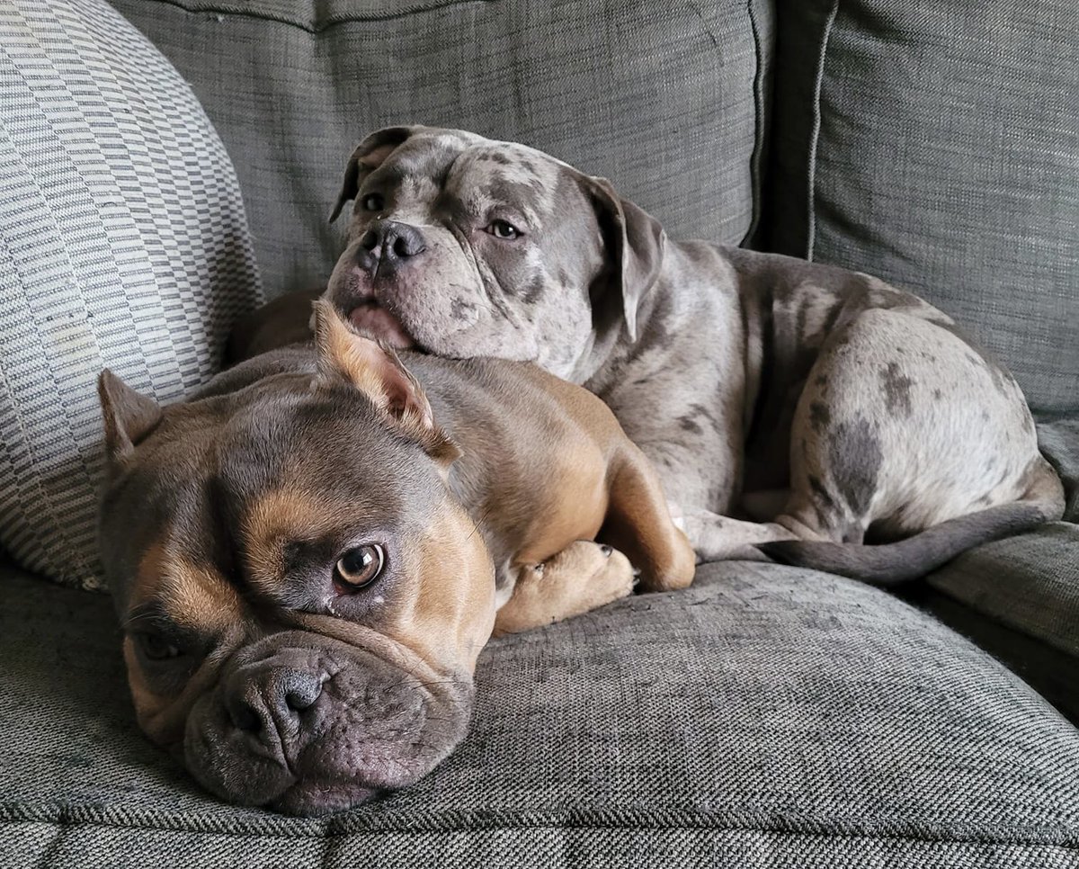 We love this photo of Myrtle &amp; Luigi. Myrtle was originally seized from an illegal breeder who was also prosecuted for ear cropping. She stayed with her foster family. Recently she welcomed Luigi as a foster brother, another pup seized from an illegal breeder. 
#FlopNotCrop