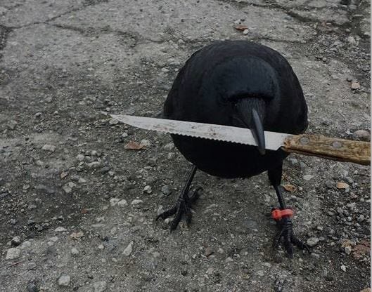 カラスは「一度顔を覚えたら死ぬまで忘れない。ずっと復讐する」みたいな話は有名だと思うけど、更に面白いのが「その嫌な出来事を家族や友人に話してみんなでそいつを攻撃する」ってのも研究で分かっています。面白い。 