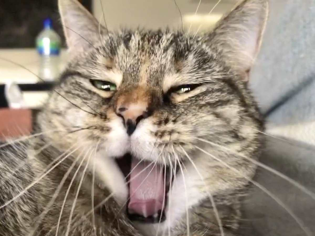 PickliciousF's tweet photo. I had a very late night, possibly had a small Sherry, but I still woke my mummy up at 6 for breakfast! #GoodGirl https://t.co/pUWX8bcbT6