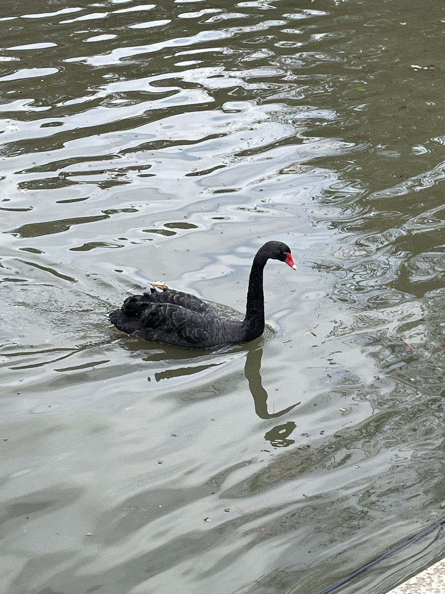 Saw a #BlackSwan today in the #Retiro Park in #Madrid. #HappyNewYear, #NuevoAno to all. I am confident for the future.