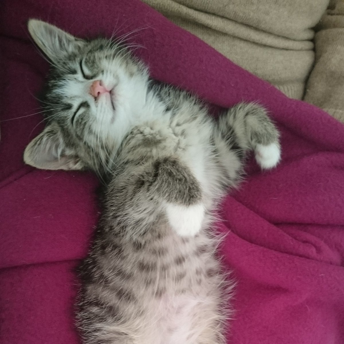 Intellimuse's tweet image. Meine süße kleine Katze 😿 Bambi hatte diese Nacht voll Angst 😰, weil irgendwelche #Idioten Böller auf den Balkon geworfen hatte #Jahreswechsel #Knallerei