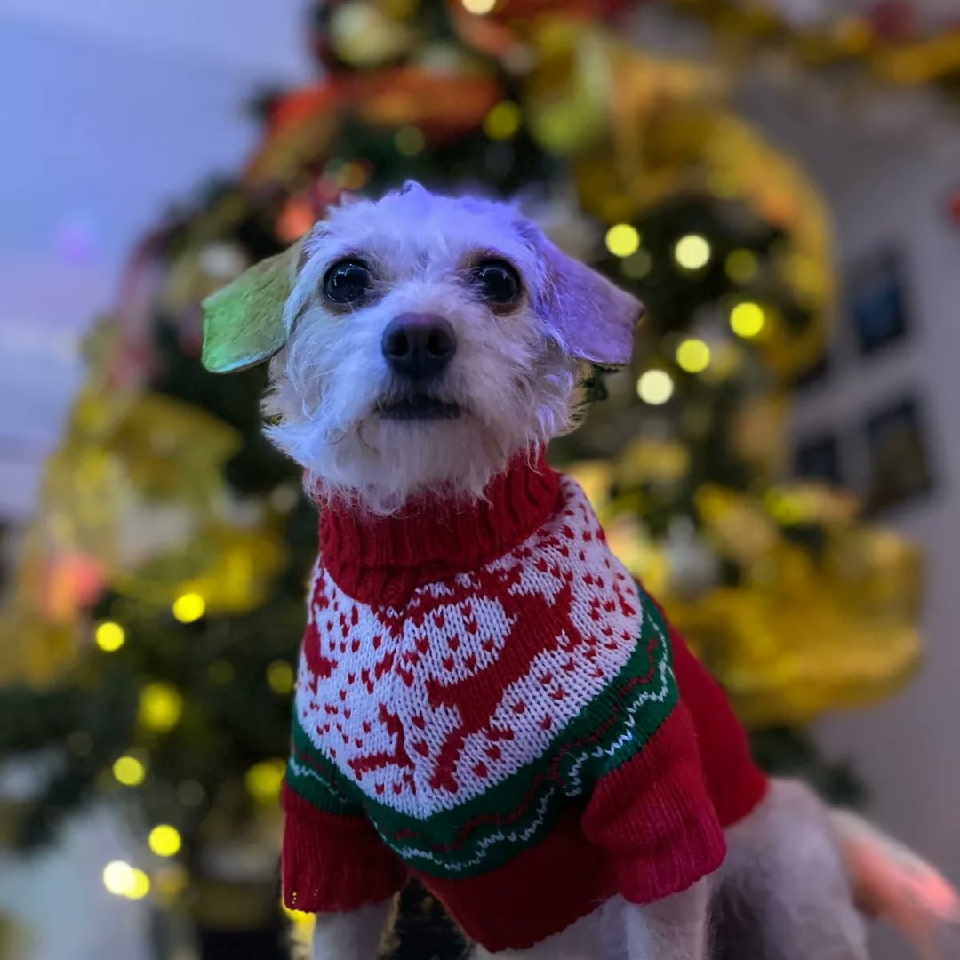 naranjisima's tweet photo. Una Uchuvita navideña les desea feliz año ❤️ https://t.co/JJIs2N17Q0