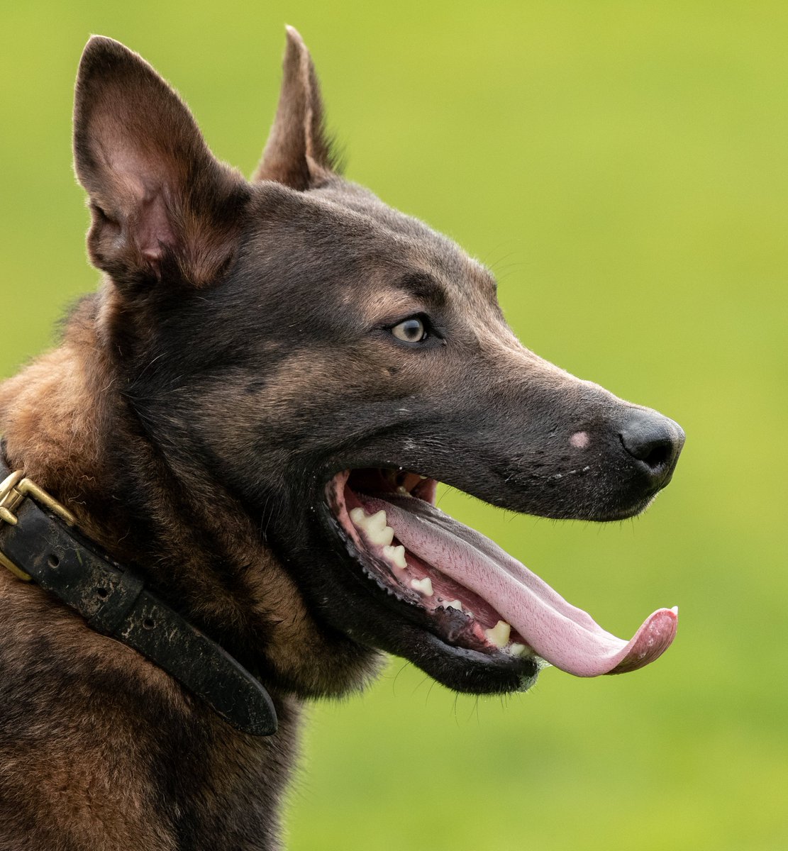 KPTacOps's tweet photo. CAD 30-1357 - PD BLUE called to assist @kentpolicethan with a male that had made off from patrols possibly possessing weapons and drugs. After a short track PD BLUE found him hiding in a nearby garden #HappyNewYear #NoseTime #PdBlue https://t.co/A3n7IKzISt