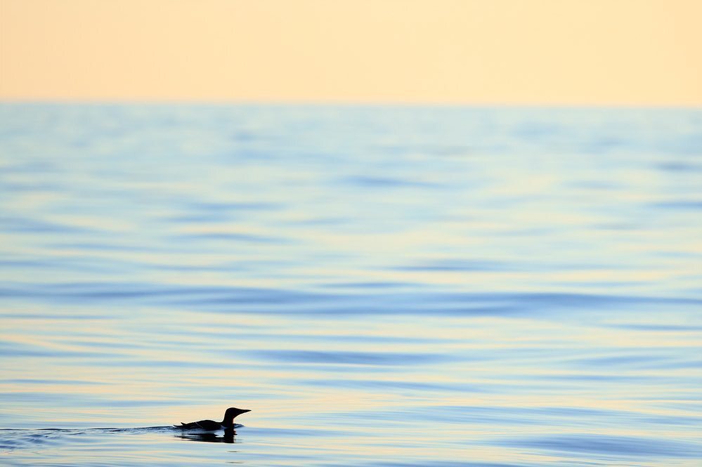 We would like to wish you all a Happy New Year from the A Bay To Remember team.  Thank you to everyone who came out with us in 2022, we look forward to seeing you in the 2023 season!

#happynewyear #guillemot #wildlifeboattrips #wildlifephotography #abay… instagr.am/p/Cm3e16aDBNS/
