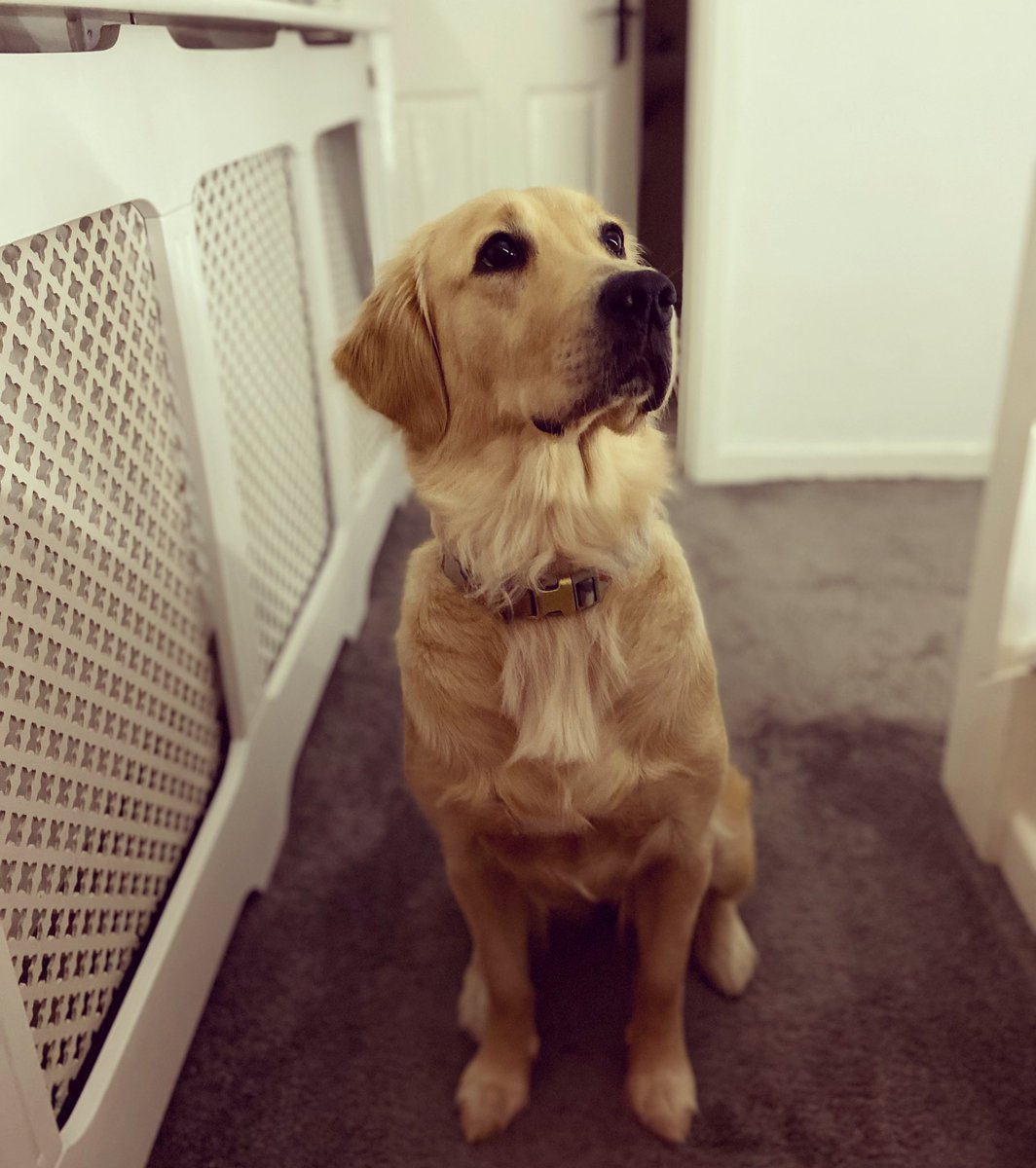 Amy__Turtle's tweet image. Pupdate: she’s big now.