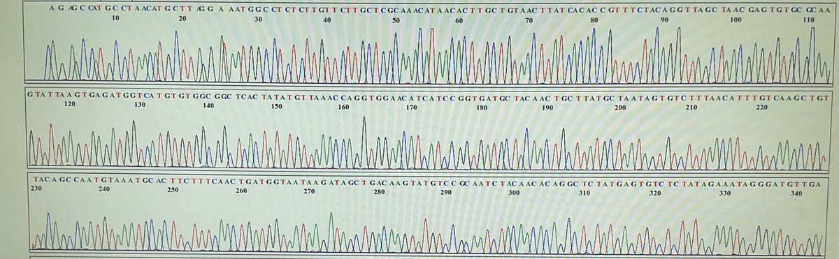 world_epidemic's tweet image. 20 yrs ago, we did a molecular fishing expedition in March. Cells innoculated with samples of a SARS patient were studied by random RT-PCR. Here is the big fish that I caugh, showing it was a novel coronavirus causing SARS. I still remember the clone no. 

#SARS #20th_anniversary