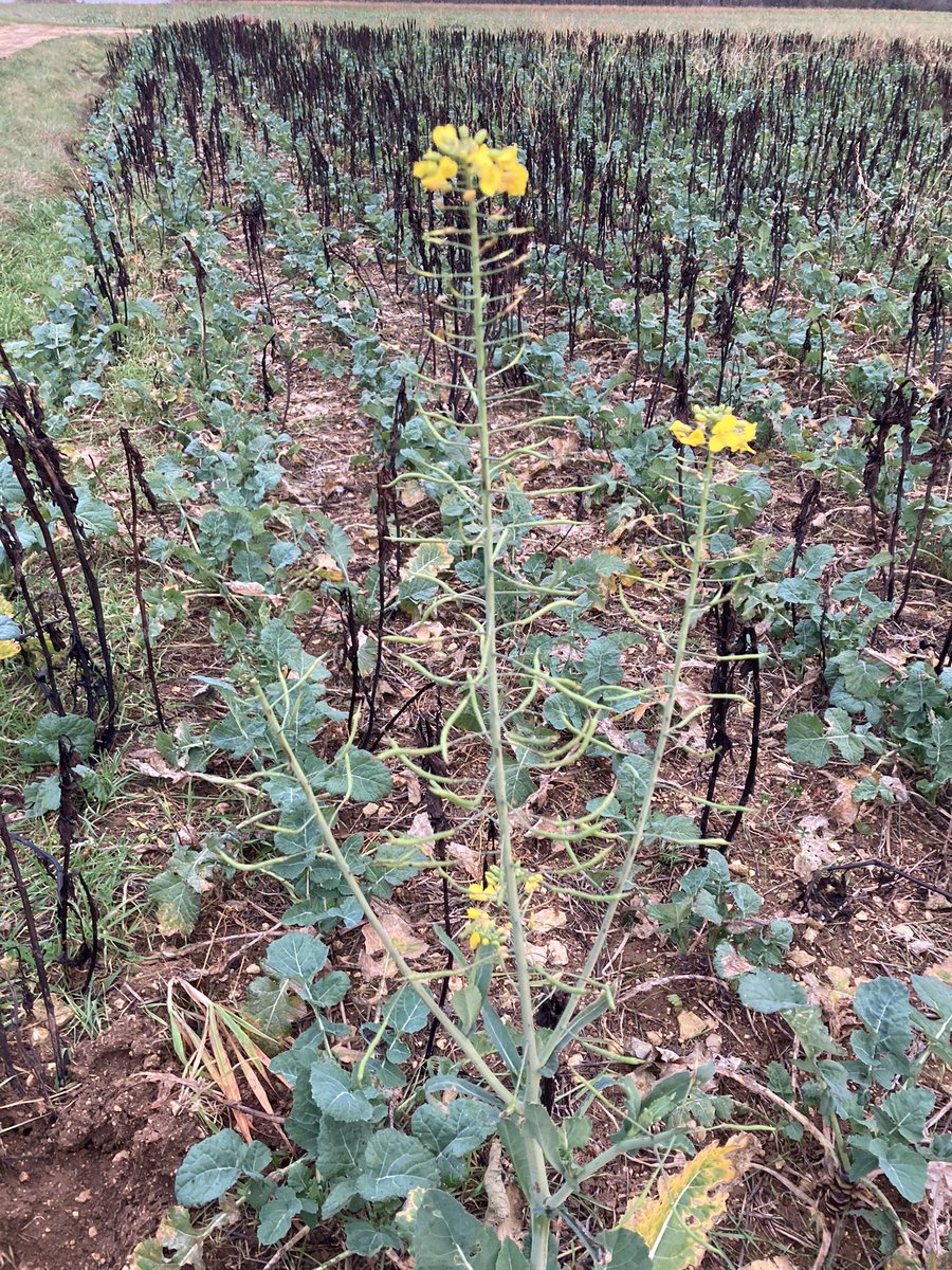 BONNIN1402's tweet photo. #TourdePlaine à 🚵♂️ pour être #BasCarbone #BasGES et rester aux côtés de la #MoutardeDeBourgogne 🍯 et du #ColzaAssocié 🐝.
Est ce que certains points TK sont à revoir pour éviter de dérailler mon Complice? Un vœu pieux sans doute. https://t.co/E6yuKwsVGY