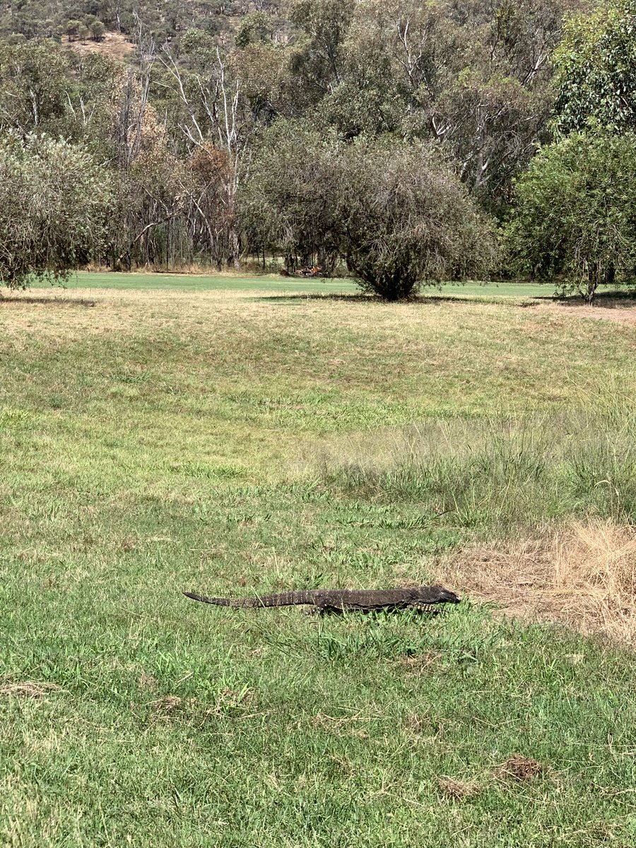 Little bit of wildlife joined us for 18 at Jubilee Golf today.. apparently dad is as big as a croc…look forward to seeing him next time 😅😍