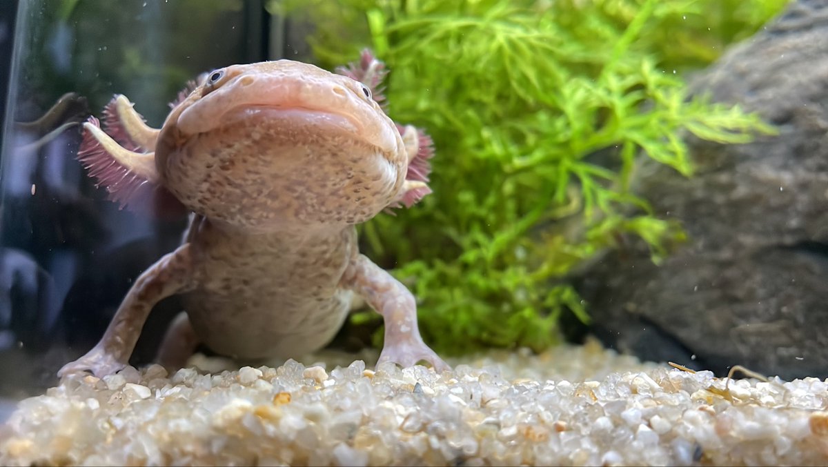 Mein #Haustier ist ein #Axolotl. Es lebt im #Aquarium …
Wer hat auch eins?