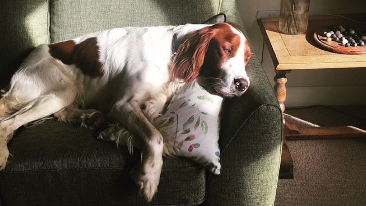 Happy New Year ✨

Our New Year’s resolution for this year is easy – spend more time on the sofa! 

What's your New Year's resolution?

[📸 'murphysat14' on Instagram]
#gplan #gplansofas #newyearsday #newyear #2023