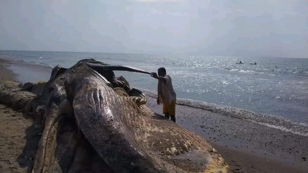 ycmhrv's tweet photo. Locals find a huge whale on Al-Jah coast, south #Hodeidah, with wounds. It is expected that it was hit by a sea mine used in the ongoing war 
#Justice4Yemen https://t.co/vXEcT6tHZl