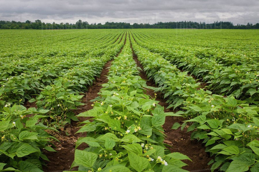 The next billionaires in Africa will be farmers! Agree?