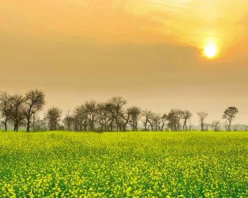 WonderVinod's tweet photo. 💫Amazing villages of #IncredibleIndia
#Punjab
#Toosa is a very beautiful village in #Ludhiana district, known for its fertile land and mustard fields.
Just the place to be in to relish some buttermilk with sarson ka saag and makke ki roti, this winter👋😋
#Welcome2023
83/n https://t.co/Z2TtT8UXfs
