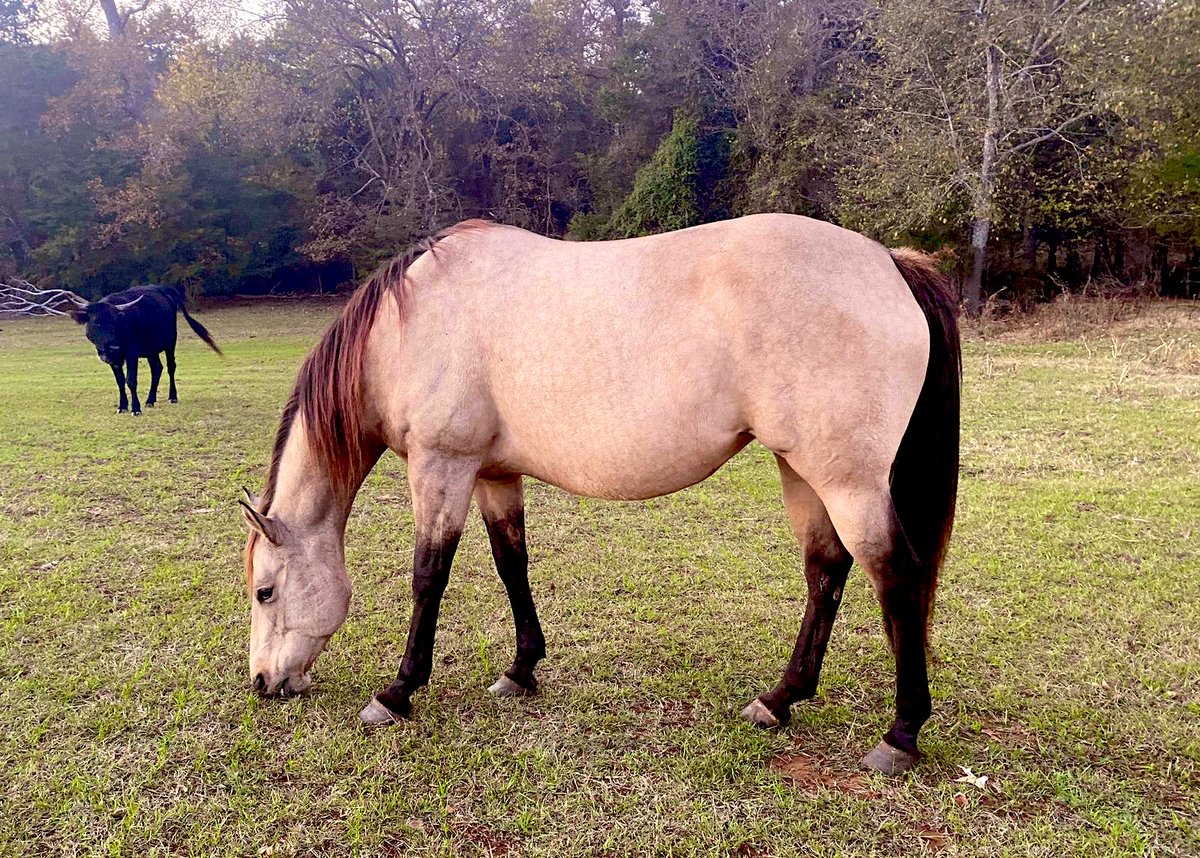 Maxipher1's tweet photo. Beautiful girl can’t wait to see the foal in April 2023 #foal #quarterhorse #notforsell #ariesortarus #zodiac #pregnancy https://t.co/5QSrLGgbjD
