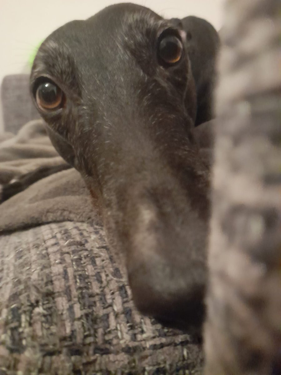 whirly_pearly's tweet photo. Anyone have a New Year's boop for me? https://t.co/ab4645lD4K