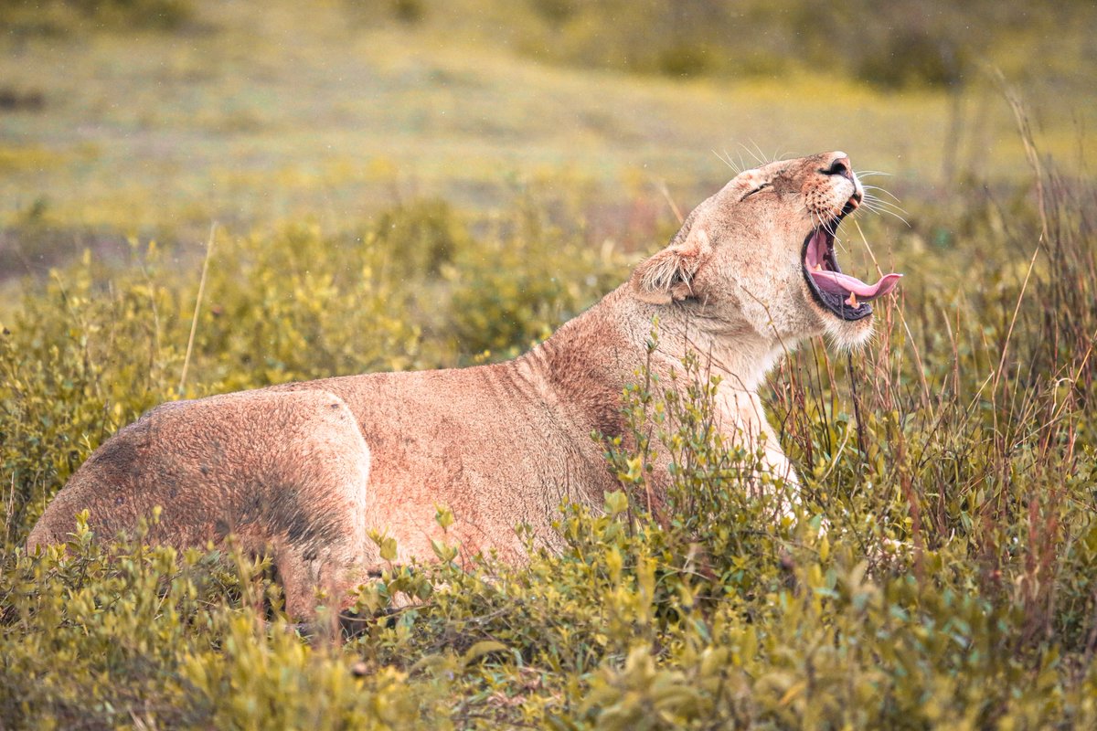 MelissaKValente's tweet photo. A lovely lion-loaded Christmas. So good to be out with the camera again. #wildlifephotography #africa #lion #bushchristmas https://t.co/oWfLOXTJQ1