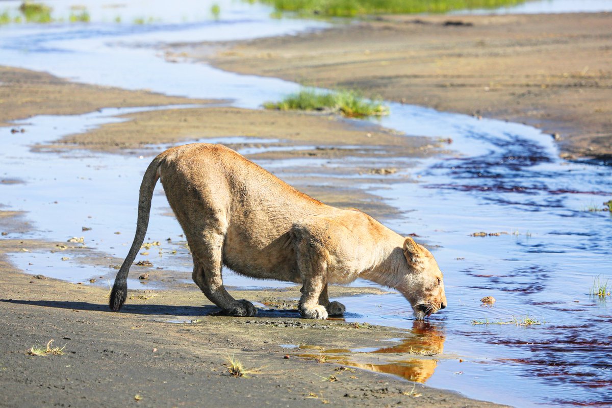 MelissaKValente's tweet photo. A lovely lion-loaded Christmas. So good to be out with the camera again. #wildlifephotography #africa #lion #bushchristmas https://t.co/oWfLOXTJQ1