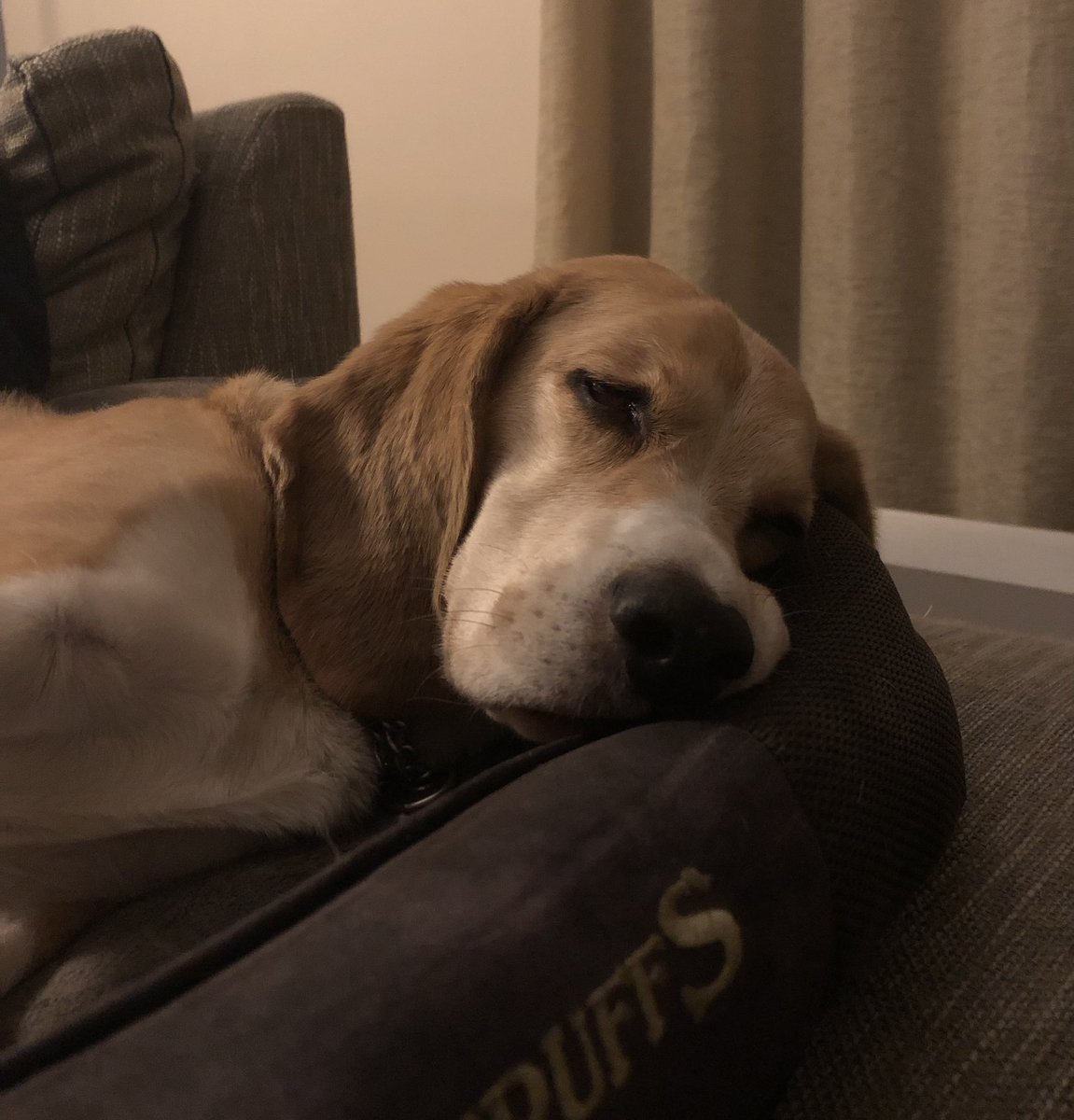 Wij hebben een über chille #beagle! Zie hier ons exemplaar tijdens het afsteken van het vuurwerk. I kid you not.