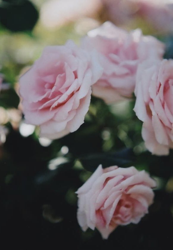 chichic's tweet photo. May the new year bring you a lot of happiness and smiles🌸😊
#believeinfilm #filmphotography #35mm #om4ti https://t.co/cpDuROXy3j
