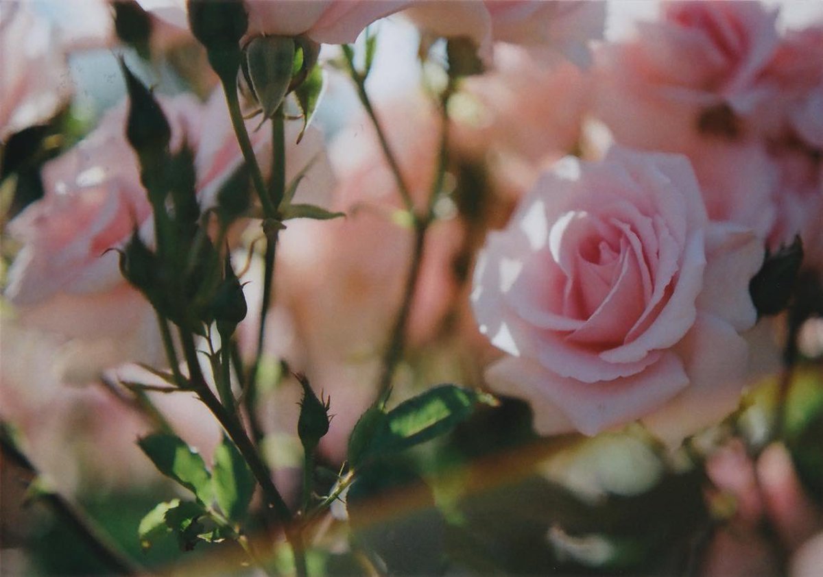 chichic's tweet photo. May the new year bring you a lot of happiness and smiles🌸😊
#believeinfilm #filmphotography #35mm #om4ti https://t.co/cpDuROXy3j