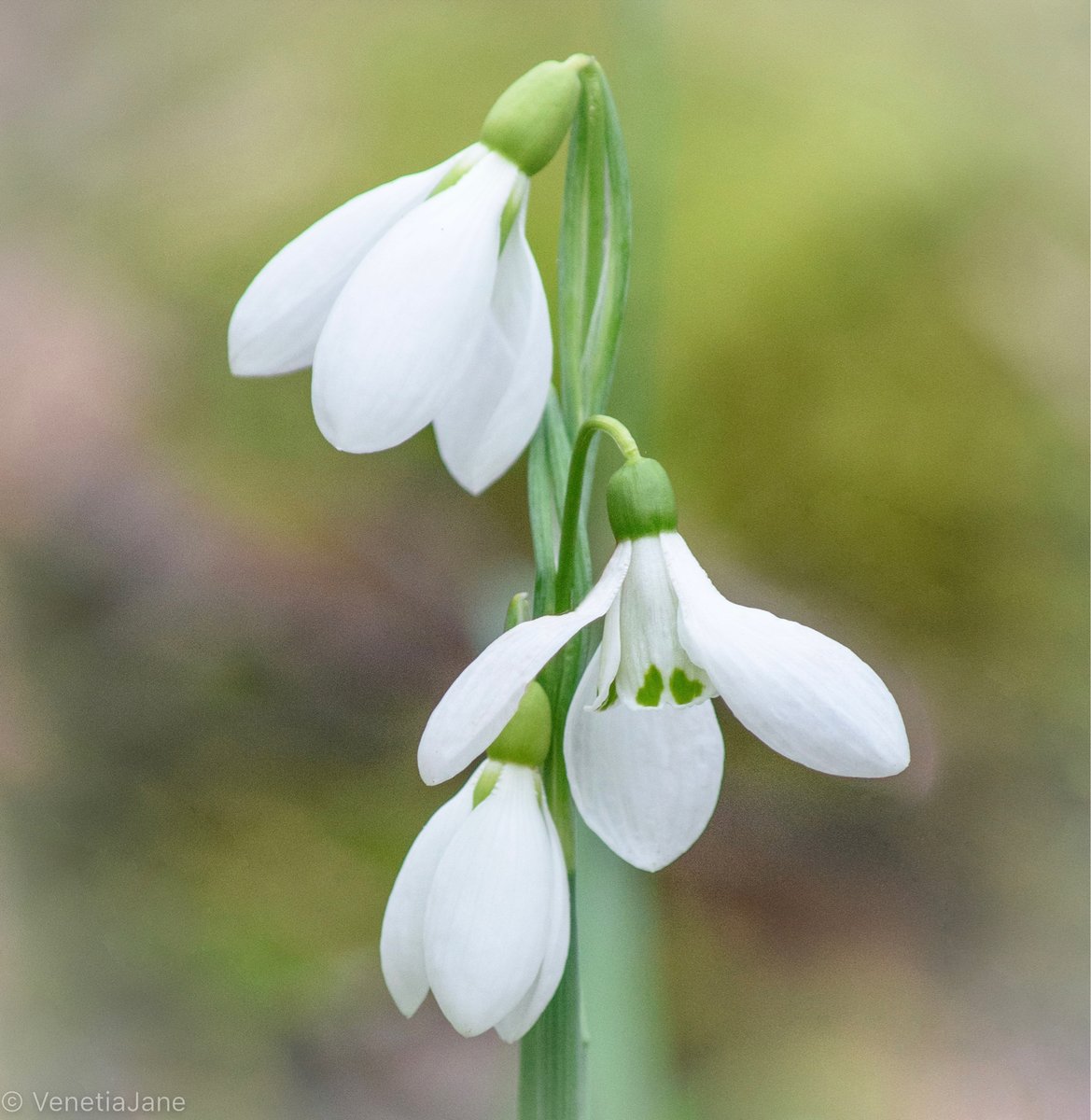 January is named after Janus, the Roman god who presided over doorways and new beginnings. The Snowdrop, a symbol of hope &amp; consolation, is a birthday flower of this month. The green markings on its inner petals are said to be the promise that summer will return. #FolkloreSunday