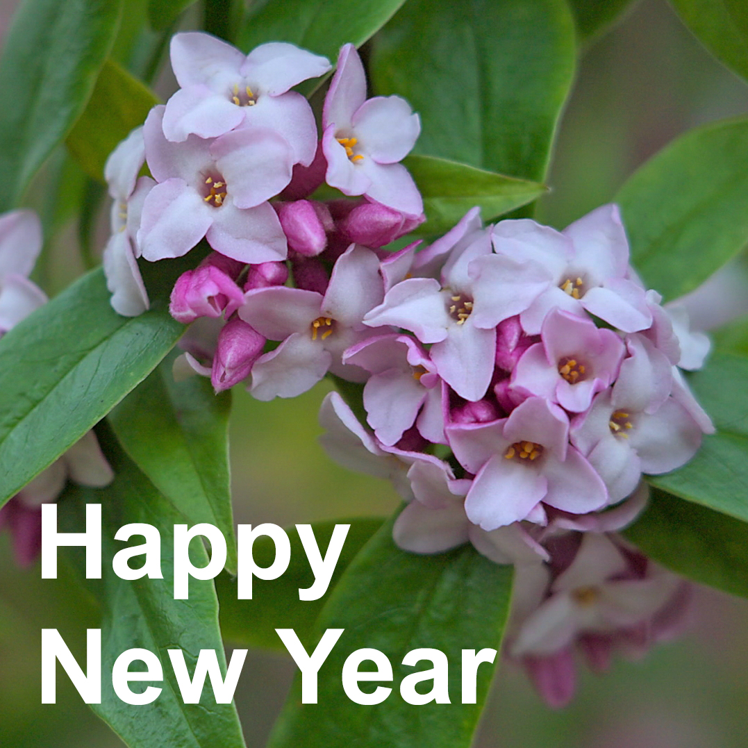 GWandShows's tweet photo. Happy New Year to all our viewers around the world. Thank you so much for watching and here's to a healthy and happy 2023 🌸 #GardenersWorld https://t.co/EA0uLJAfN3