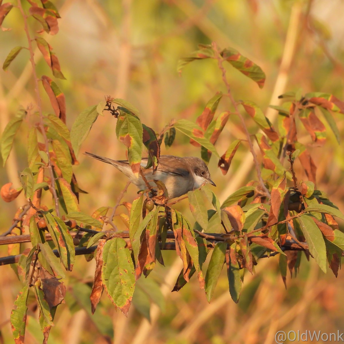 OldWonk's tweet photo. Tell me about your first birding trail of 2023 in this 🧵 — no matter when it happens!
Here's mine @ ARAI Hillock, Pune.
Lesser Whitethroat
Plum-headed Parakeet
Ashy Drongo
Spotted Owlets
#FirstTrail #IndiAves #BirdsSeenIn2023 #BBCWildlifePOTD #Framed #ThePhotoHour @IndiAves https://t.co/4RfqNOAimt