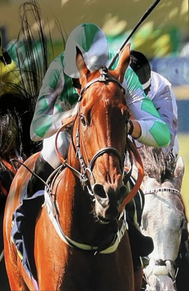 Gallop Racing tweet media