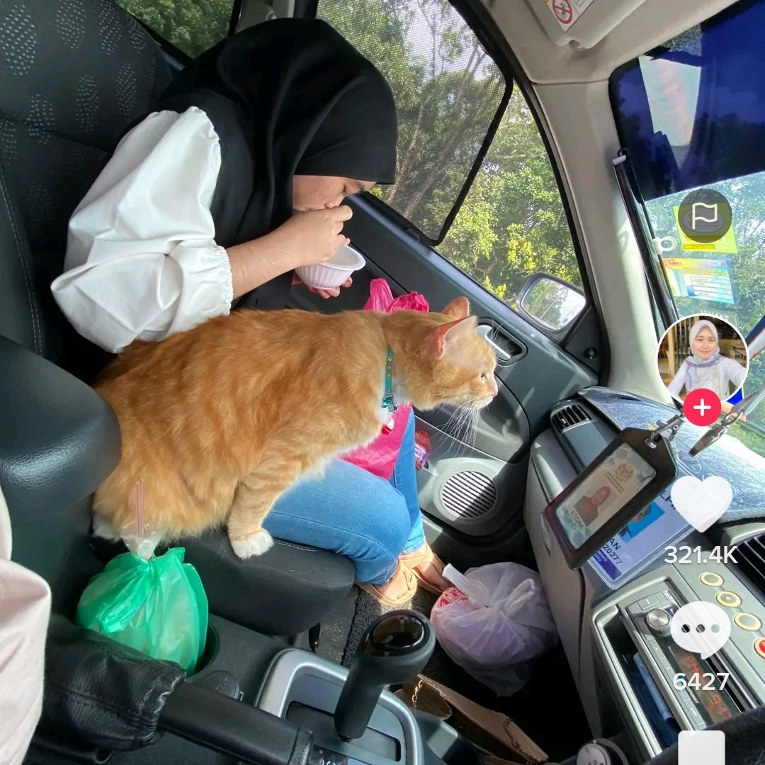 kochengfs's tweet photo. Awalnya cma pgn liat pemandangan dari depan doang, tpi kok lama-lama makin sesek, trus akhirnya dikuasai sepenuhnya oleh makhluk gembrot ini 🐈‍⬛
 https://t.co/zOo99UNBjE