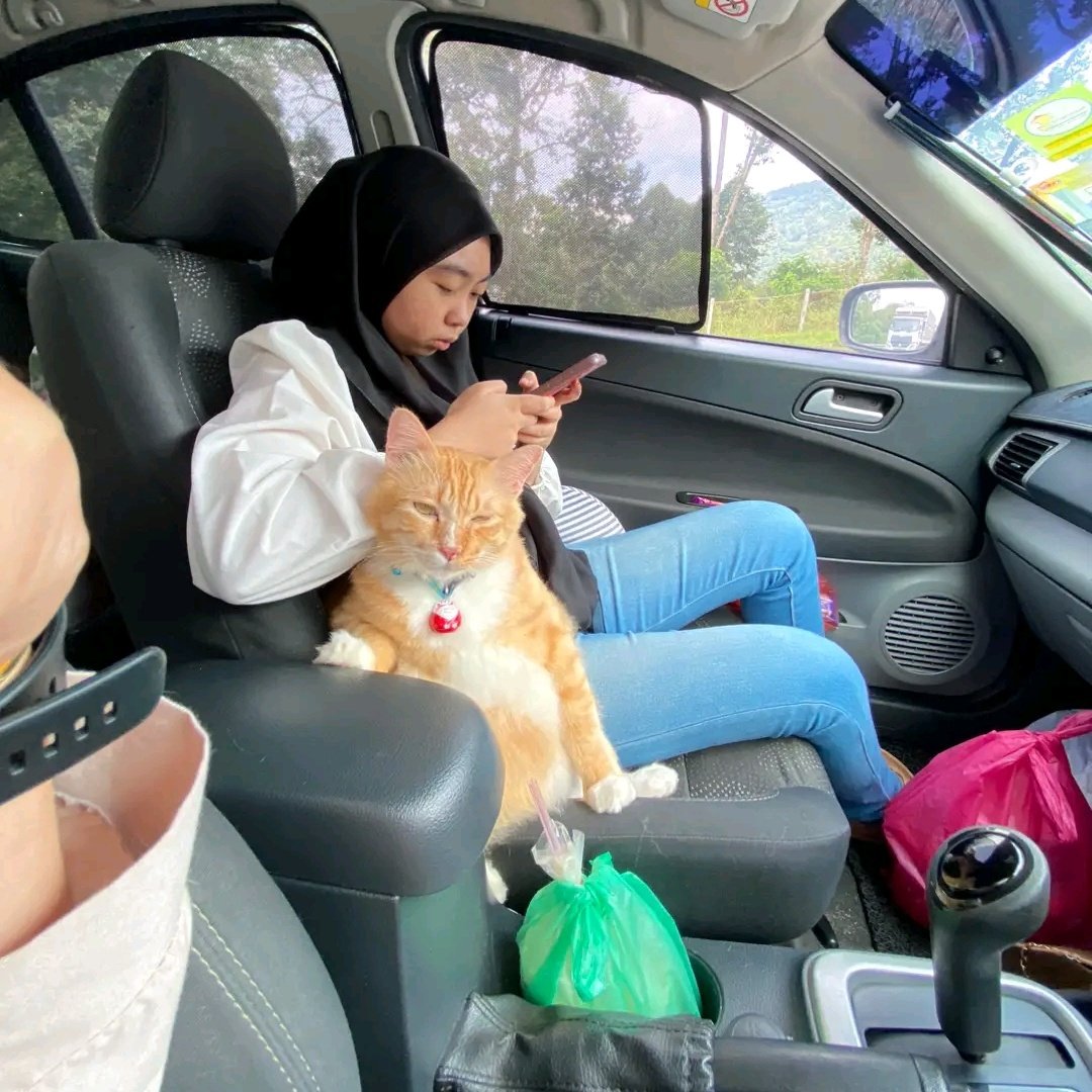 kochengfs's tweet photo. Awalnya cma pgn liat pemandangan dari depan doang, tpi kok lama-lama makin sesek, trus akhirnya dikuasai sepenuhnya oleh makhluk gembrot ini 🐈‍⬛
 https://t.co/zOo99UNBjE