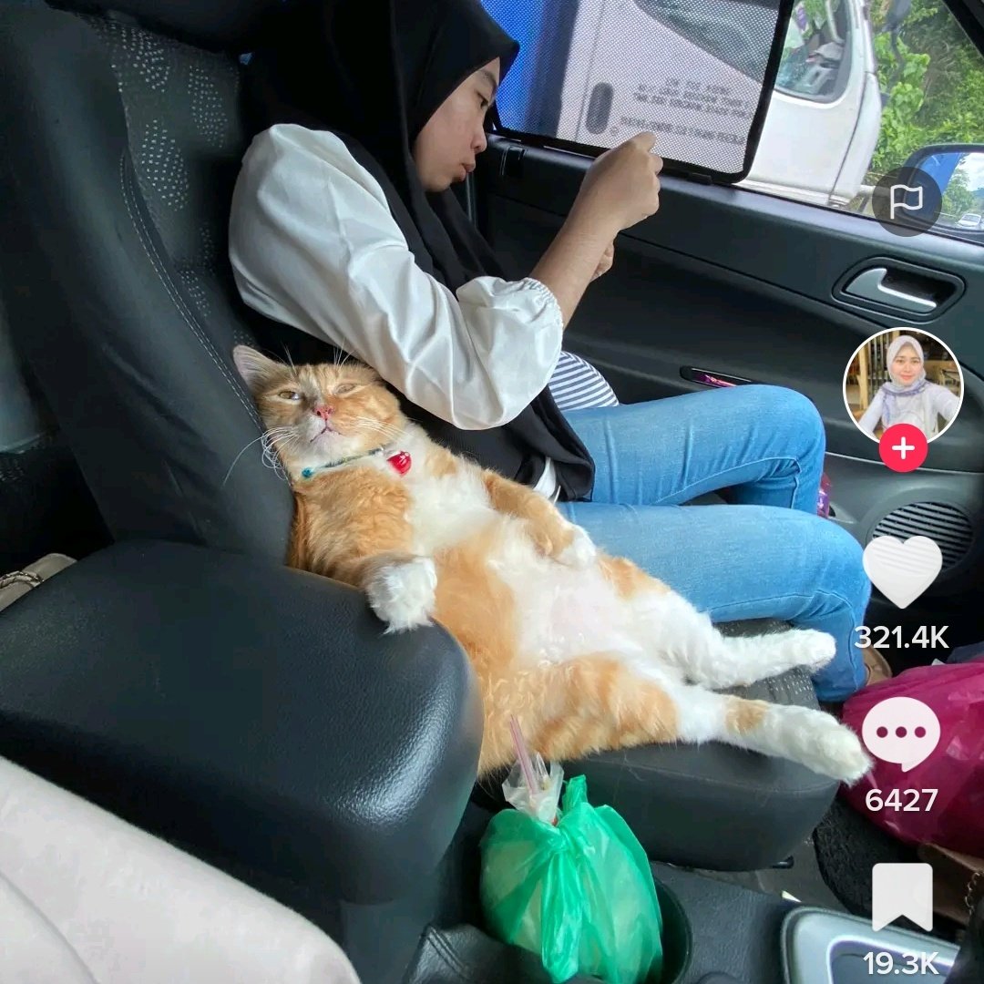 kochengfs's tweet photo. Awalnya cma pgn liat pemandangan dari depan doang, tpi kok lama-lama makin sesek, trus akhirnya dikuasai sepenuhnya oleh makhluk gembrot ini 🐈‍⬛
 https://t.co/zOo99UNBjE