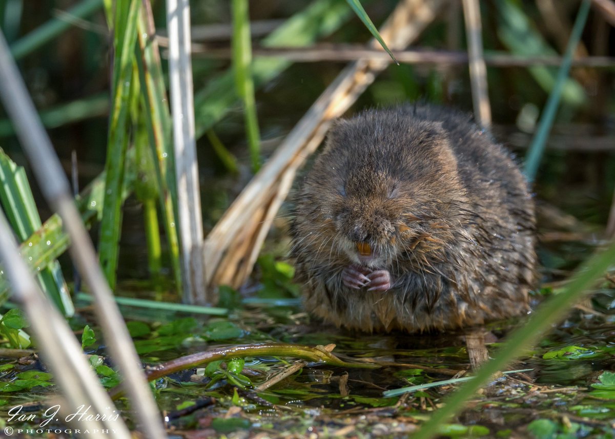hellired3's tweet photo. It Wasn't that Funny  @RSPBEngland @Natures_Voice @BBCSpringwatch @WildlifeMag @SheprethWPark @ForShep #BBCWildlifePOTD #Lovewatervoles #voles 📷 https://t.co/uhFNLAREQd