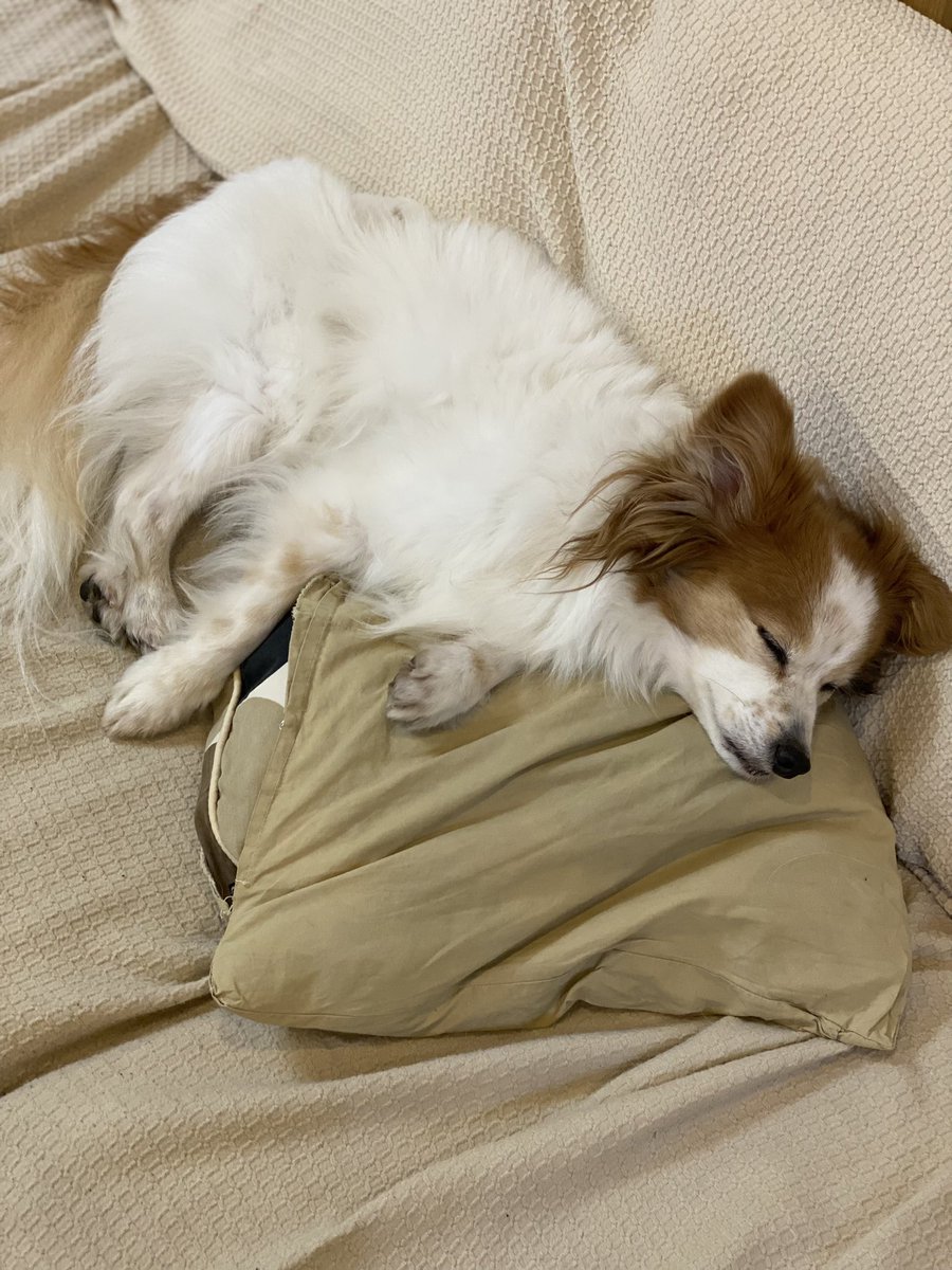 飲み過ぎや〜。
＃パピヨン　#あけおめ　#ことよろ