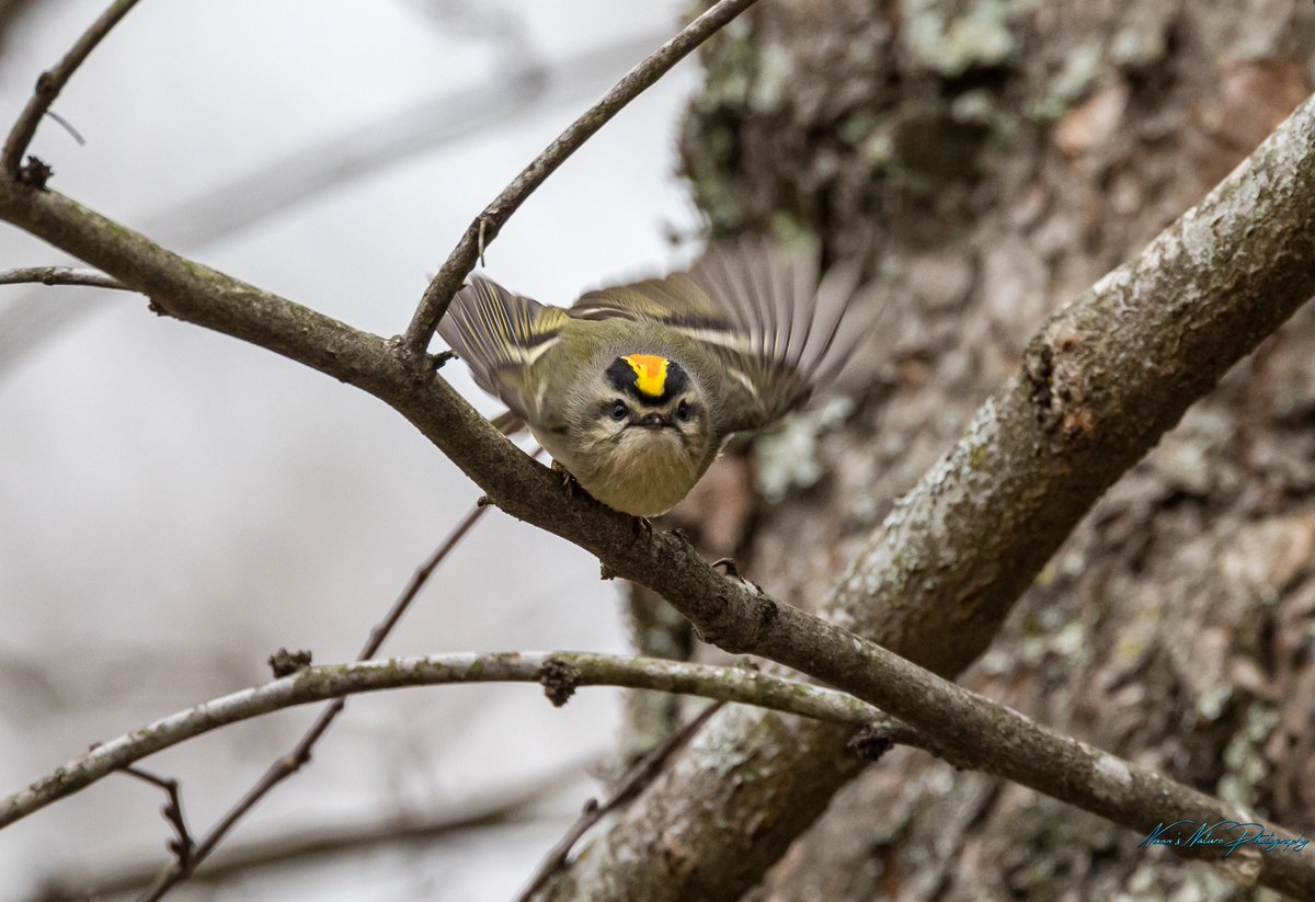 Went down to White River State Park in Arkansas yesterday #TwitterNatureCommunity #BBCWildlifePOTD #birdwatching #thephotohour #natureinfocus #NaturePhotography #wildlifephotography #birdphotography #backyardbirds #natgeoyourshot #natgeotravel #natgeophotography #natgeo