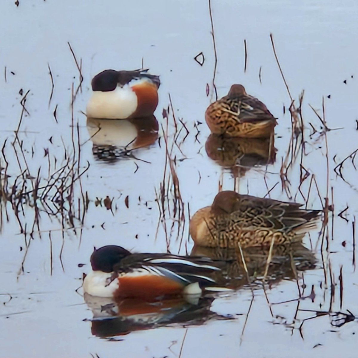 Sleepy Shovelers having a Sunday morning #NewYearsDay lie in. Happy New Year!! 🌏🐦💚 #BirdsSeenIn2023 #birdwatching #NewYear2023 #birdinglife #birdsuniteourworld #12DaysWild