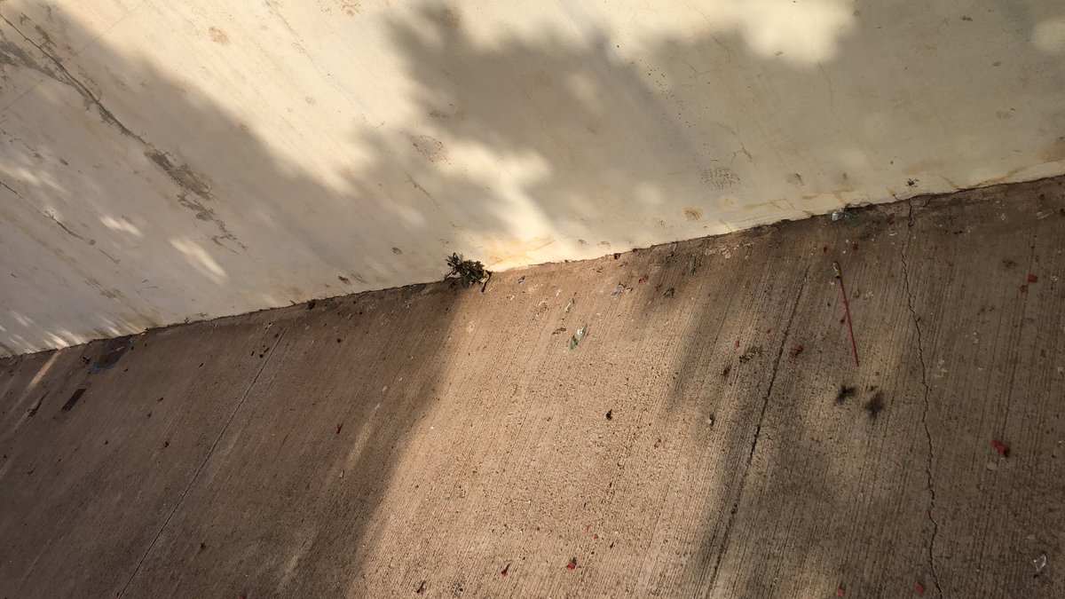 pikifer's tweet photo. Hola @aytolalaguna_es @lalagunatecuida el parque para perros de Las Torres de Taco tiene más de una semana con cristales rotos de botellas que son un riesgo para los usuarios y hoy ya está lleno de restos de petardos, ¿podrían limpiar por favor este parque con alguna frecuencia? https://t.co/tmhS3ysWoJ