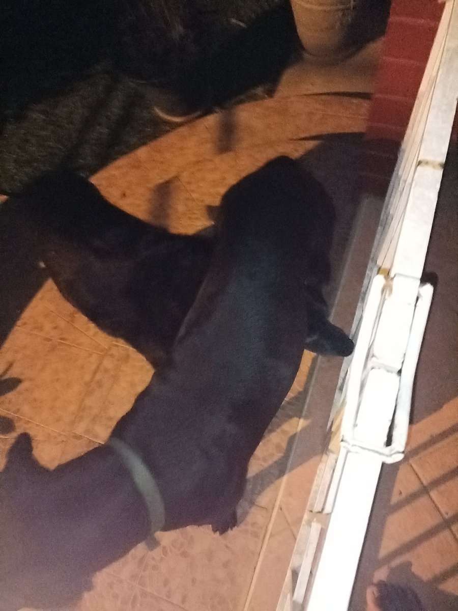 oletalk's tweet photo. I didn't make the countdown but the fireworks woke me up and I rung in the new year with these two, first one ever for the rather over excited one on the left. ๐ #HappyNewYear #Labrottie https://t.co/vh2ZPQnE1V