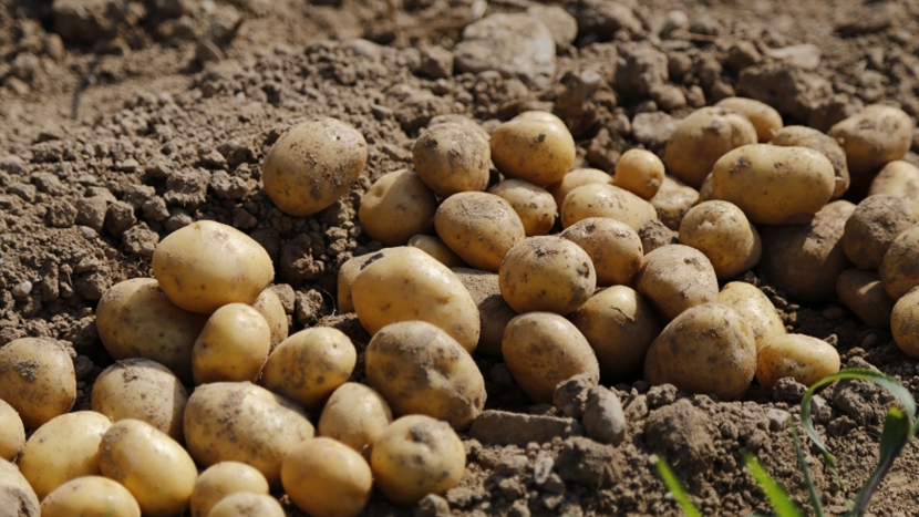 crop4sight's tweet photo. Happy New Year from everyone at Crop4Sight! Potato planting season will be here before we know it. Tell us below if you have any exciting potato goals for 2023 👇
#Crop4Sight #ClubHectare #POTATO https://t.co/RVBZnZftMZ
