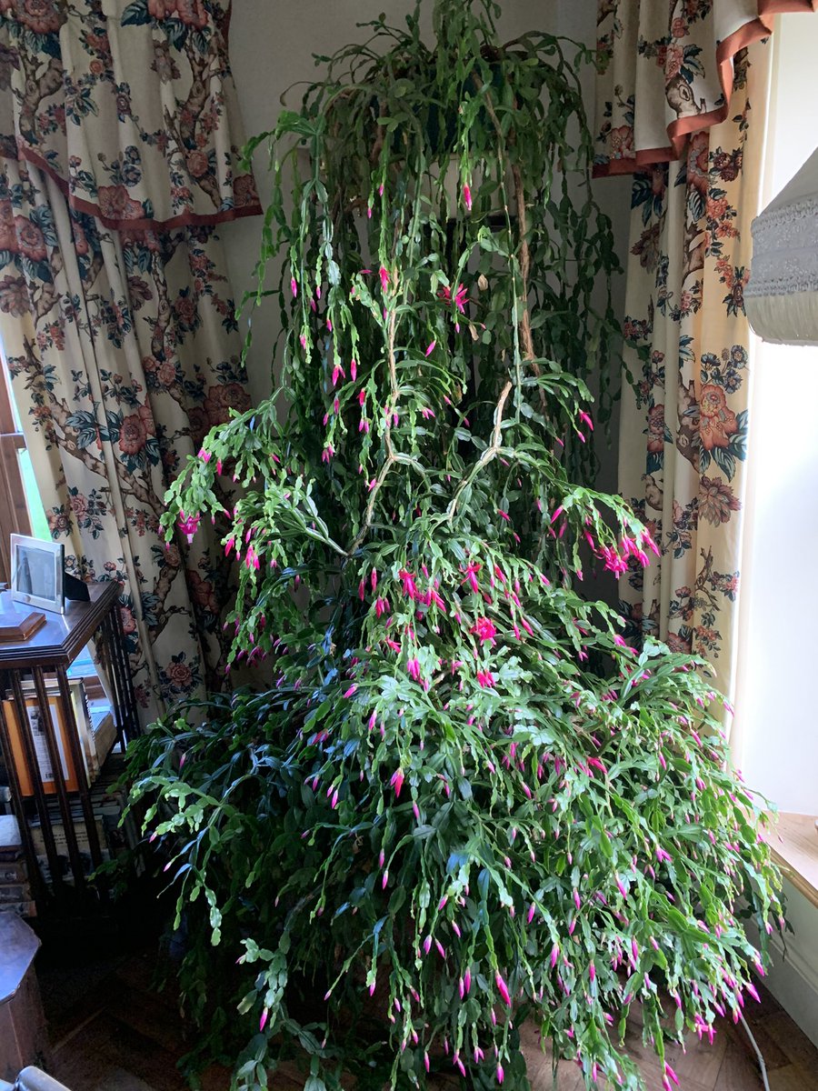 My Christmas cactus is still coming into bloom.! They are years old. The top one is over 120 years old.! Belonged to my 78 year old husband’s fathers mother. So is actually alot older.!!