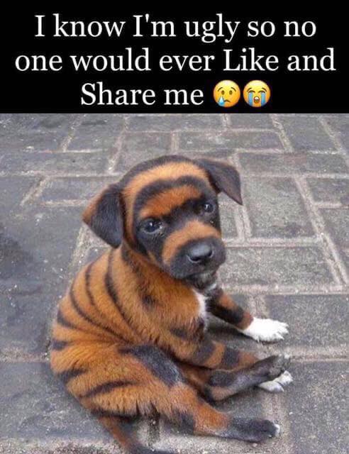 Pawzazzle (@pawzazzle) on Twitter photo 